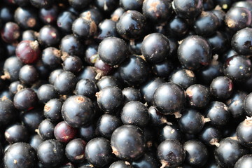 Blackcurrant (Ríbes nígrum) - deciduous shrub relative gooseberries