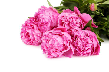 Bouquet of pink peony flowers isolated on a white