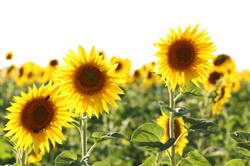 Sunflowers in the field, outdoors
