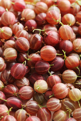 Ripe and sweet gooseberries fruit background