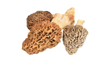 Morchella esculenta mushroom