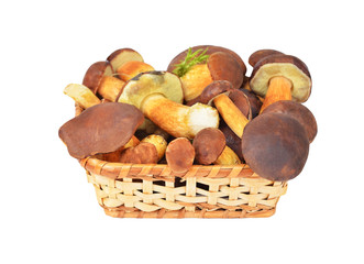 Boletus edulis mushroom in basket, DOF