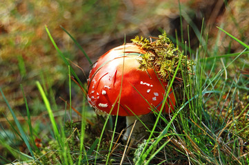 Amanita muscaria mushrom
