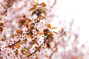 Blooming tree with the pink flowers, outdoors