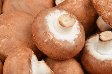 Champignon (True mushroom)