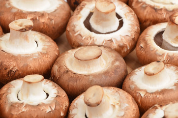 Champignon (True mushroom)