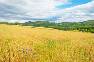 Obraz premium Hills of the Eifel National Park in summer