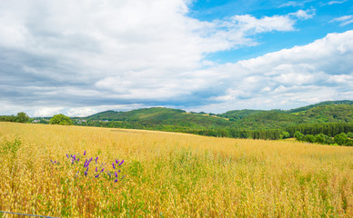 Hills of the Eifel National Park in summer