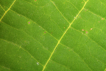 walnut leaf. macro background