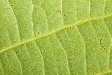 walnut leaf. macro background
