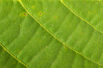 walnut leaf. macro background