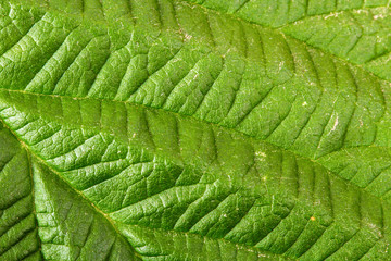 raspberry leaf. macro background