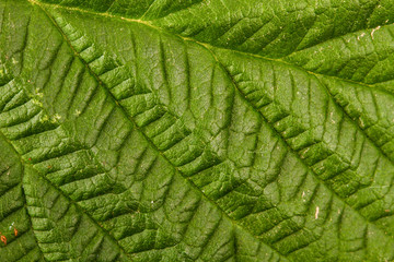 raspberry leaf. macro background
