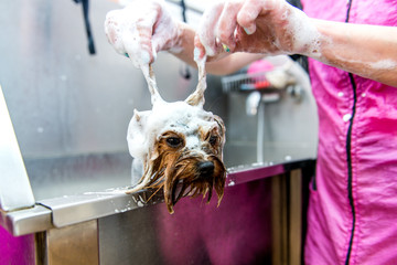 dog wash before shearing