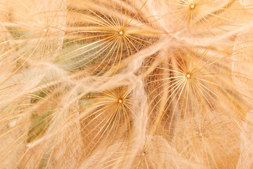 fuzz dandelion closeup. macro background