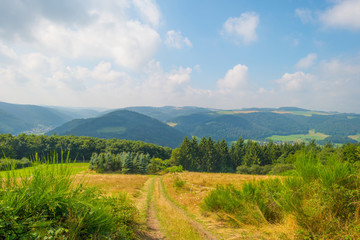 Hills of the Eifel National Park in summer - obrazy, fototapety, plakaty