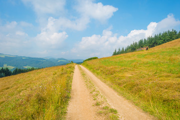 Fototapeta premium Hills of the Eifel National Park in summer