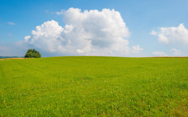 Obraz premium Hills of the Eifel National Park in summer