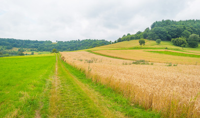Hills of the Eifel National Park in summer