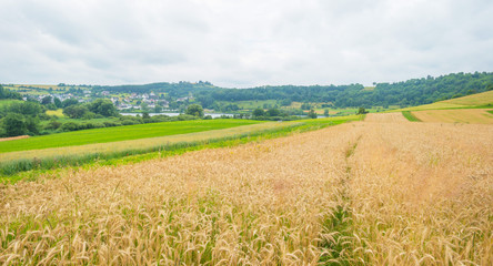 Obraz premium Hills of the Eifel National Park in summer