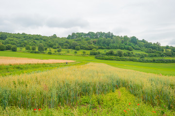 Hills of the Eifel National Park in summer