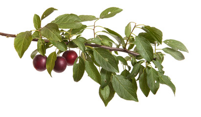 cherry-plum branch with berries and leaves isolated on white bac