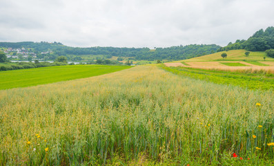 Fototapeta premium Hills of the Eifel National Park in summer