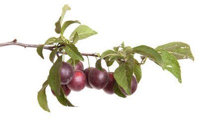 cherry-plum branch with berries and leaves isolated on white bac