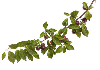 cherry-plum branch with berries and leaves isolated on white bac