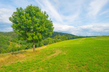 Hills of the Eifel National Park in summer