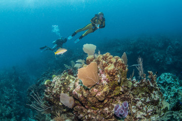 Naklejka na ściany i meble Belize Scuba Diving