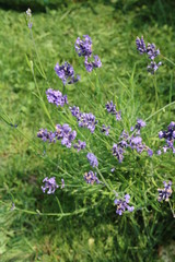 Sage (Salvia officinalis) herbaceous perennial herb
