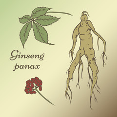 Ginseng panax set