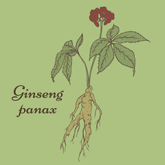 Ginseng panax sketch