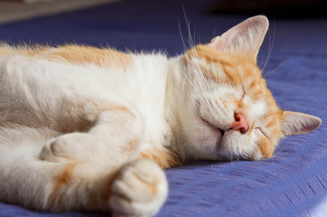 Naklejka premium Adorable cat sleeping in the bed like human
