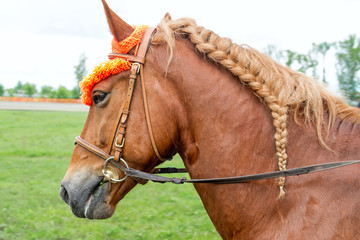 Horse with a braided mane © ra3rn
