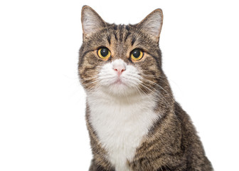 Portrait of a serious grey cat