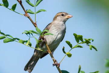 young sparrow on branch