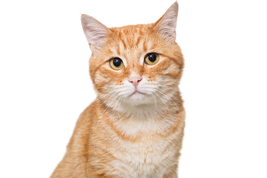 Portrait of a serious orange cat