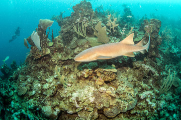 Nurse shark