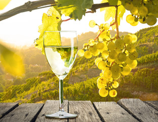 Weißwein auf einem Holztisch im Weinberg bei Sonnenuntergang 