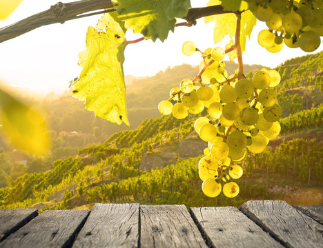 Weintrauben &uuml;ber einem Holztisch im Weinberg bei Sonnenuntergang 