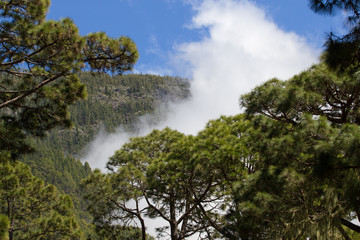 Green prickly branches of a fur-tree or pine. Tenerife, Canary island forest