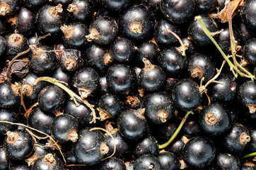 Fresh Black Currant. Background. Close-up.