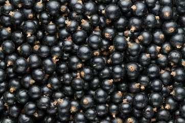 Fresh Black Currant. Background. Close-up. Top View.