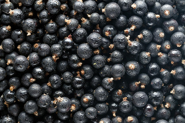 Fresh Black Currant With Drops Of Water. Background. Top.View.