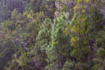 Green prickly branches of a fur-tree or pine. Tenerife, Canary island forest
