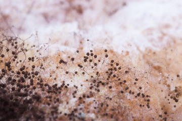 black mold closeup macro photo