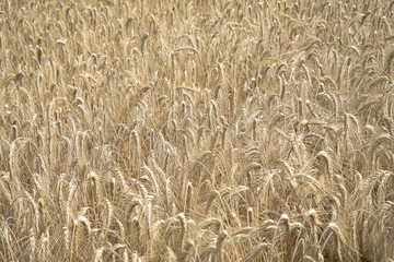 wheat