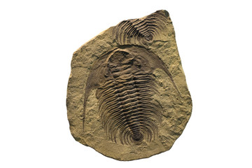 Fossil eines Trilobiten auf einer versteinerten Sedimentplatte